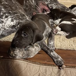 German Shorthaired Pointer Puppies from Dem Feuerhaus Gun Dogs