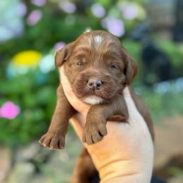 Scooter - Red  male Goldendoodle puppy in Wharton, Texas from Little Fur Friends