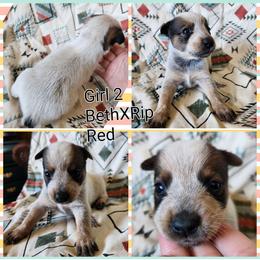 Girl 2 - Red speckled female Australian Cattle Dog puppy in Bradford, Arkansas from Cedar Rock Heelers and Kelpies