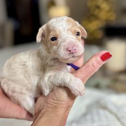 Purple Collar - Fawn and white female Sheepadoodle puppy in Indiahoma, Oklahoma from Farm Fresh Doodles