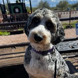 Blu - Aussiedoodle