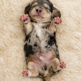 Elvis - Dapple male Dachshund puppy in Alexander, North Dakota from Wild Rose Ridge Doxies