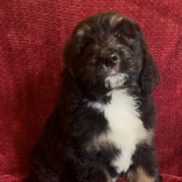 Bernedoodle Puppies from High Peaks Bernedoodles