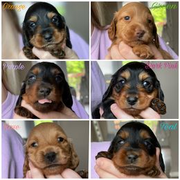 Dachshund Puppies from PriMar Miniature Longhaired Dachshunds