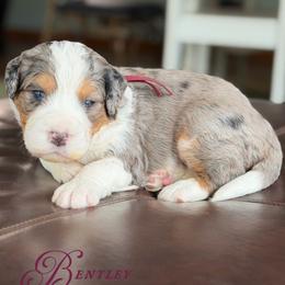 Bentley - Blue merle male Bernedoodle puppy in Henry, Illinois from Rowe Farms Doodles