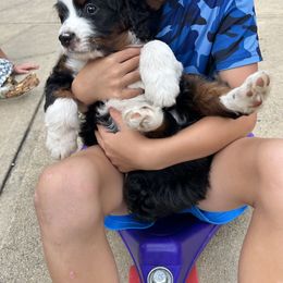 Bernedoodle Puppies from Palmetto Bernedoodles Boutique