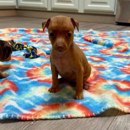 Video Marley - Red female Miniature Pinscher puppy in Eatonton, Georgia from TNT Puppies