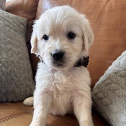 Brown boy - Light golden male Golden Retriever puppy in Pahrump, Nevada from Southern Nevada Goldens