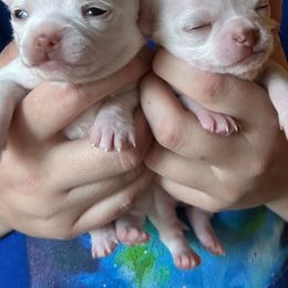 "Snowball and Snuggles" Chihuahua Puppies from Sasha’s Elite Kennel LLC