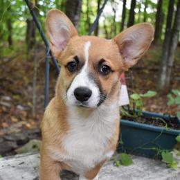 Sweet Pea - Red female Pembroke Welsh Corgi puppy in Forestville, Wisconsin from Bottom Of the Thumb Pembroke Corgis