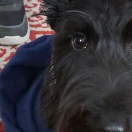 O Marley - Scottish Terrier