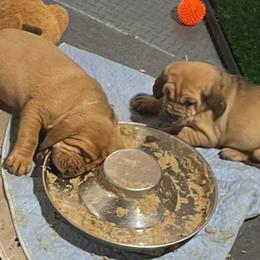 Nick name Darling - Red female Bloodhound puppy in Pelahatchie, Mississippi from Rays Of Sunshine Bloodhounds