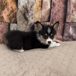 Boy 2 - Black and tan male Pembroke Welsh Corgi puppy in Visalia, California from VIP Stables