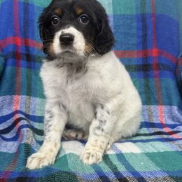 Boy 1 - Blue belton and tan (tri-color) male English Setter puppy in Potosi, Wisconsin from Point and Flush Gun Dogs