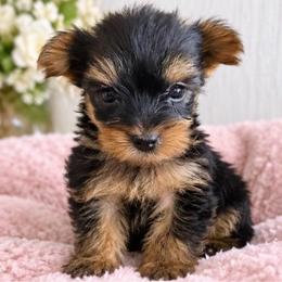 Exquisite Girl - Blue and gold female Yorkshire Terrier puppy in Stanton, California from Essence of Grace Yorkies