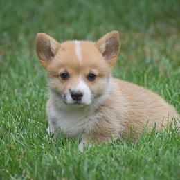 Gina - Red female Pembroke Welsh Corgi puppy in Lititz, Pennsylvania from GoldStar Corgis (License Number 18519)