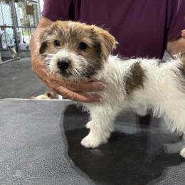 Sassy X Bruno Male 3 - White and tan male Russell Terrier puppy in Ocala, Florida from Jumping Jacks Russells