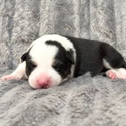 Border Collie Puppies from Wandering Meadows Farm