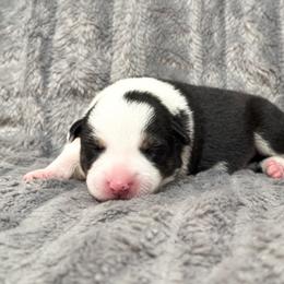 Border Collie Puppies from Wandering Meadows Farm