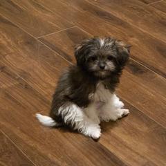 Midwest Mini Stella - Beige female Mi-Ki puppy in Clearwater, Kansas from Midwest Mini Mi-kis