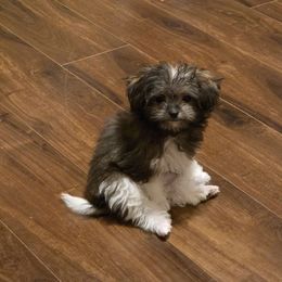 Midwest Mini Stella - Beige female Mi-Ki puppy in Clearwater, Kansas from Midwest Mini Mi-kis