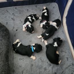 Cavalier King Charles Spaniel puppies from Versatile Ohana