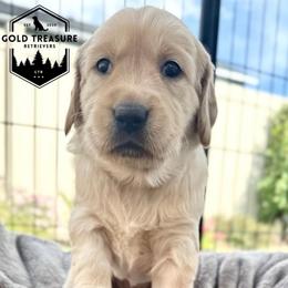 Girl 3 - Golden female Golden Retriever puppy in Star, Idaho from Gold Treasure Retrievers