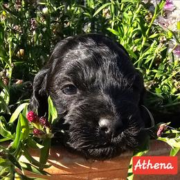 Athena - Black female Cockapoo puppy in Indiahoma, Oklahoma from Phamily Doodles