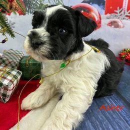 Asher - Parti male Miniature Schnauzer puppy in Sylvania, Georgia from Southern Sky Miniature Schnauzers