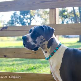 Bonnie - Great Dane