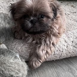 Shih Tzu Puppies from DavOrr’s LoweryBell Shih Tzus