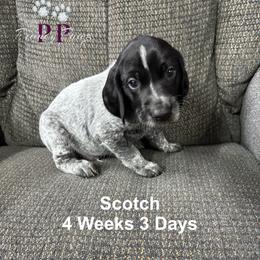 Scotch - Black and white male German Shorthaired Pointer puppy in Columbus, Nebraska from Prancy Pawz