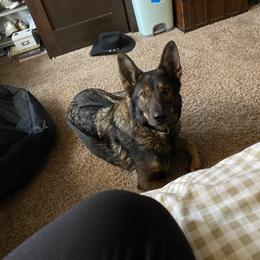 German Shepherd All Grown Up from Angelina Johnson