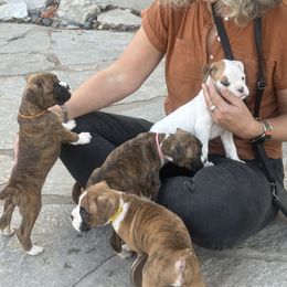 Boxer Puppies from JoyStarr Boxers