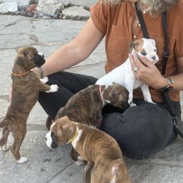Boxer Puppies from JoyStarr Boxers