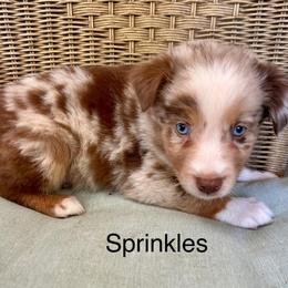Boy 1 - Red merle male Miniature Australian Shepherd puppy in Roseville, California from Golden State Mini Aussies