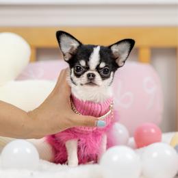 Olive 9,600 - Black and white female Chihuahua puppy in Jacksonville, Florida from Petits Chihuahuas