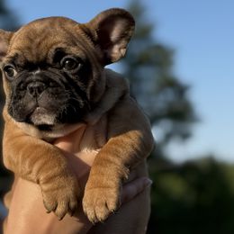 French Bulldogs from Maier Kennels