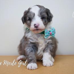 Blue Merle Girl - Blue merle female Aussiedoodle puppy in Plain City, Utah from Myers Desert Doodles