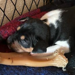 Sid - Black white and tan male Rat Terrier puppy in Canandaguia, New York from Mary ann Whipple's Old Dominion Terriers