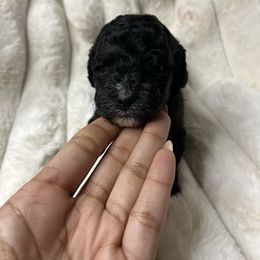 Rocky - Black and white male Cockapoo puppy in Humble, Texas from DoodlePuppiesTX