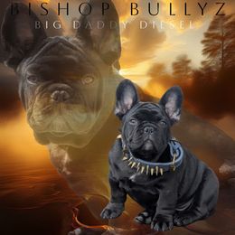 Diesel - French Bulldog