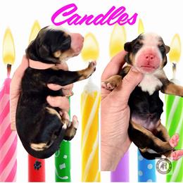 Candles - Tri-color female Bernedoodle puppy in Banner Elk, North Carolina from Walnut Tree Bernedoodles