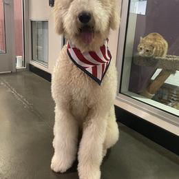 Aussiedoodle, Goldendoodle, and Labradoodle All Grown Up from Patriot Family Paws