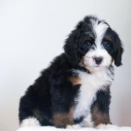 Bamm Bamm - Tri-color male Bernedoodle puppy in Dundee, Ohio from Down Home Doodle