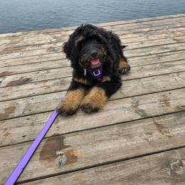 Aussiedoodle and Bernedoodle Puppies from Jupiter Doodles