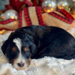 Purple - Tri-color female Bernedoodle puppy in Hesperia, Michigan from Red Acres Poodles & Doodles