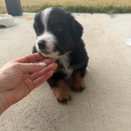 Chase - Black tri male Miniature Australian Shepherd puppy in Sweeny, Texas from Peach Creek Minis