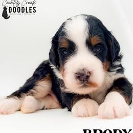 Brody - Tri-color male Bernedoodle puppy in Tipton, Indiana from Country Creek Doodles