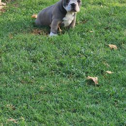 French Bulldog All Grown Up from Liza's Frenchies